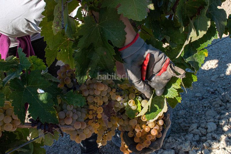 Foto fb6e49cf-f853-4a9f-a2c4-228ad398df30. Finca rústica a Santiago - Coronación Jerez de la Frontera