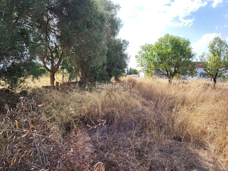 Foto d86c3cc0-523a-49d1-b4dc-5d7a347d01c0. Finca rústica a Santa María del Camí
