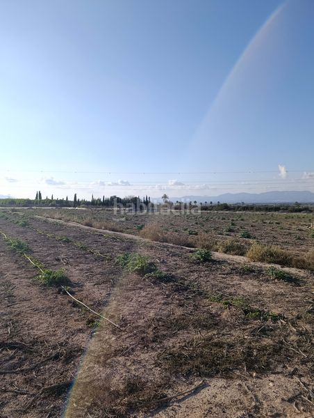 Foto ad27e0d5-03b8-4cf7-a73e-eab7404cafb7. Finca rústica a La Marina Elche / Elx