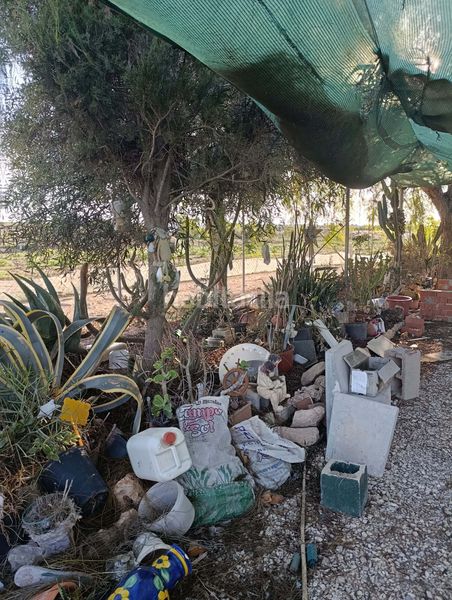 Foto b35fb0b5-8bb2-4957-807a-df28258e6136. Finca rústica a La Marina Elche / Elx