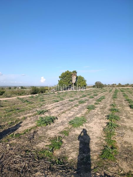 Foto d744e5d0-1c8b-49a7-bcbe-674fcd52b280. Finca rústica a La Marina Elche / Elx