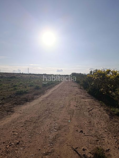 Foto e24d4cde-a4d2-4c68-90ea-8e98da36eb83. Finca rústica a La Marina Elche / Elx