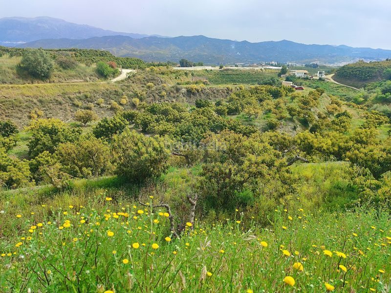 Foto a188aade-b315-47ab-8e9f-46e608e63364. Finca rústica a Camino Viejo de Málaga Vélez - Málaga