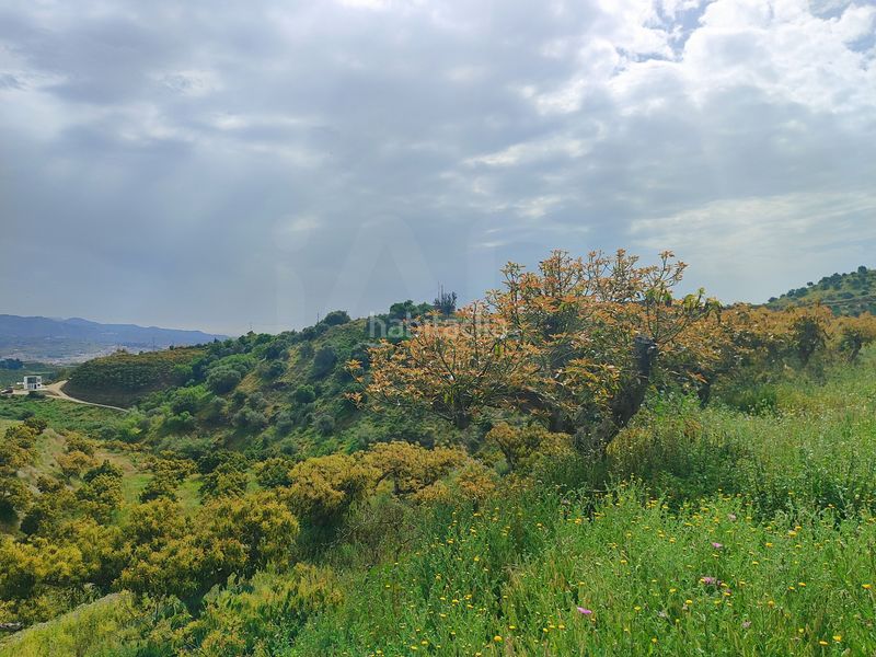 Foto e6d4f42e-5754-4d3f-b98b-79bd3cceab58. Finca rústica a Camino Viejo de Málaga Vélez - Málaga