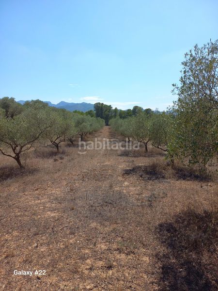 Foto 4d3d6e89-16f5-4c6b-a675-45aa684a4fad. Finca rústica en Ginestar