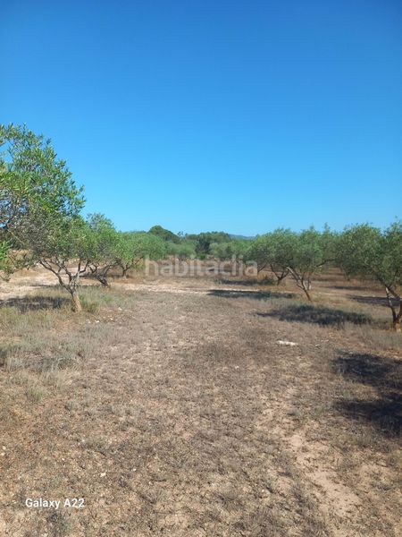 Foto 727f8677-6c78-4916-aae2-5f2672bd2aff. Finca rústica en Ginestar