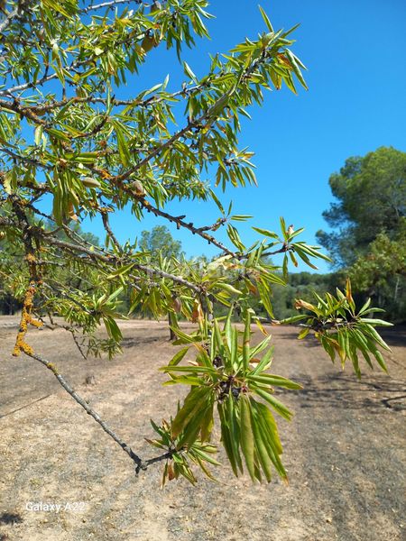 Foto 0eb011b7-92c7-4f65-a398-48534a31ea01. Finca rústica a Ginestar