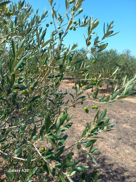 Foto 15dcbd50-f841-4c00-b542-931619768066. Finca rústica a Ginestar