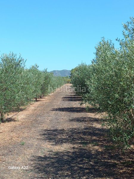 Foto 28849330-3486-4079-b975-3d2abb822c35. Finca rústica a Ginestar