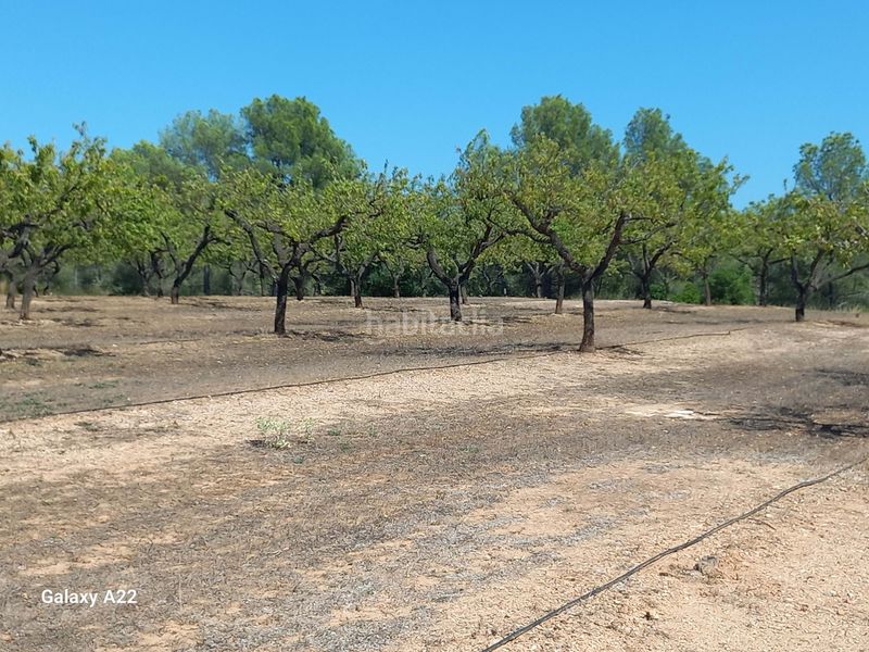 Foto 5690ff9c-476e-4f88-b1a1-ab290d5c0e0b. Finca rústica a Ginestar