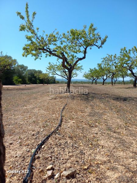 Foto 64108777-9316-4cfb-9042-0e810bfbd648. Finca rústica a Ginestar