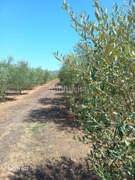 Foto 7b1e02f3-de67-4a37-b0cc-5895623936aa. Finca rústica a Ginestar
