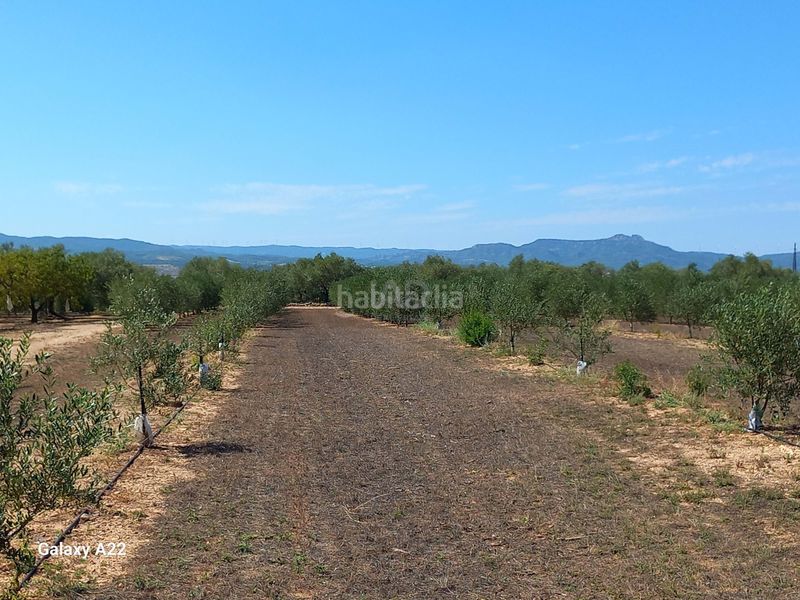 Foto 98778897-e4eb-4299-a018-d869c776ea28. Finca rústica a Ginestar