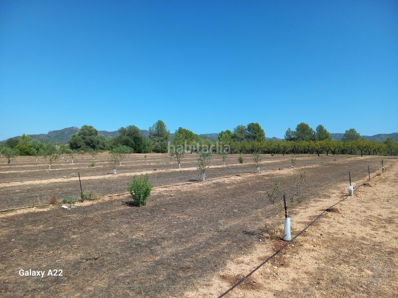 Foto dc9299a2-78b7-4c5c-bb4f-6f062ecff049. Finca rústica a Ginestar