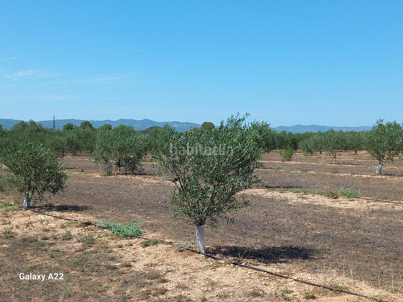 Foto de4d113a-3dcc-4590-8fd1-cc576cde8c5d. Finca rústica a Ginestar
