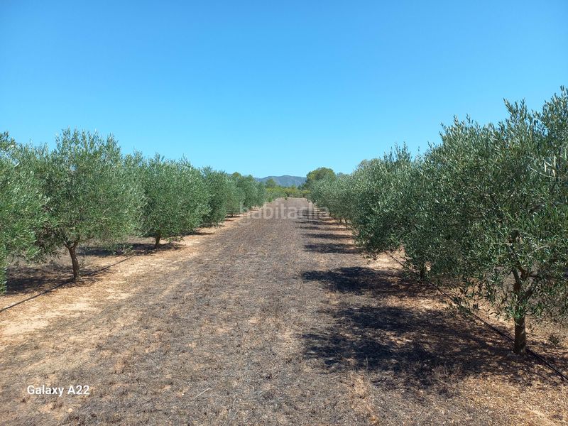 Foto dee78c8d-3e29-4cd6-ba7c-afc082b2c36c. Finca rústica a Ginestar