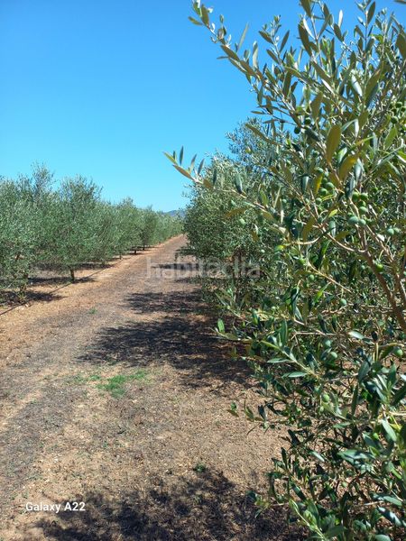 Foto e7e48697-54fb-4bba-9bae-6f1500fb56f1. Finca rústica a Ginestar