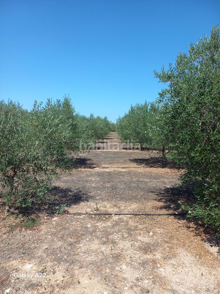 Foto ec60dbf3-2cd8-4fac-9022-e63a72de4f58. Finca rústica a Ginestar