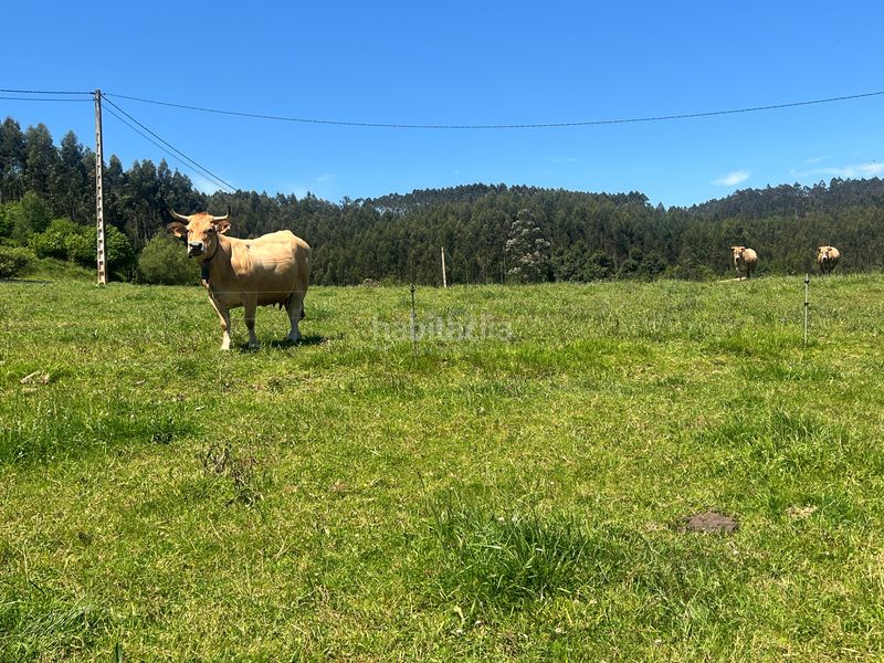 Foto 5e6a54b5-aa6b-4584-8151-e033961368a4. Finca rústica a Pillarno Castrillón