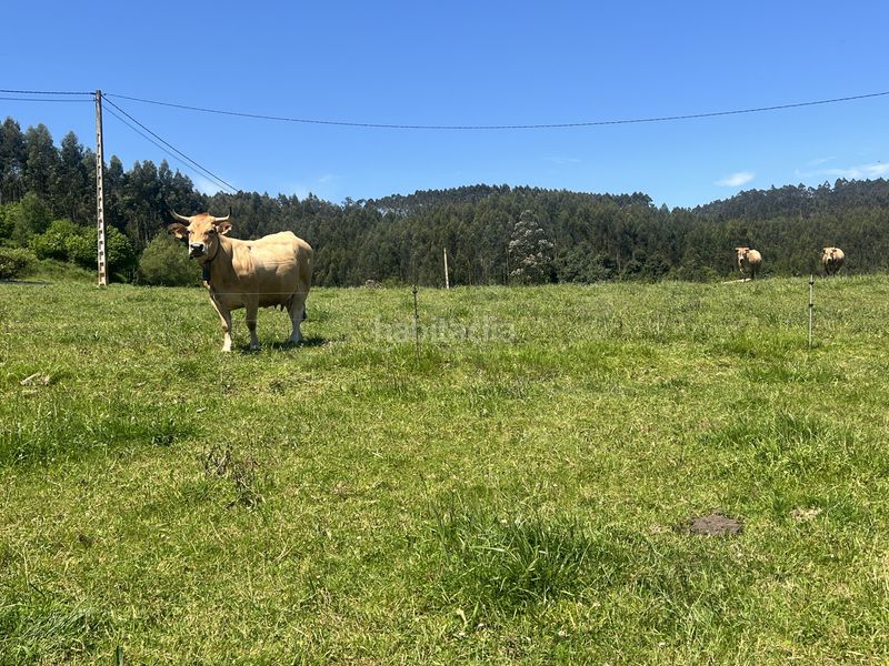 Foto abc78fd5-f0dd-4cbf-bca5-a8d1cd91fcdf. Finca rústica a Pillarno Castrillón