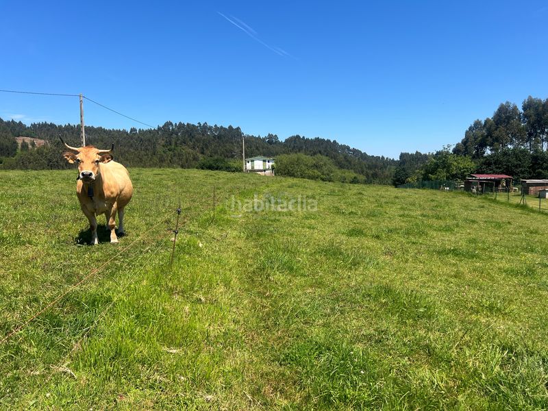 Foto d8e4bf6c-67f1-4b7a-aa85-a150d788ca2b. Finca rústica a Pillarno Castrillón