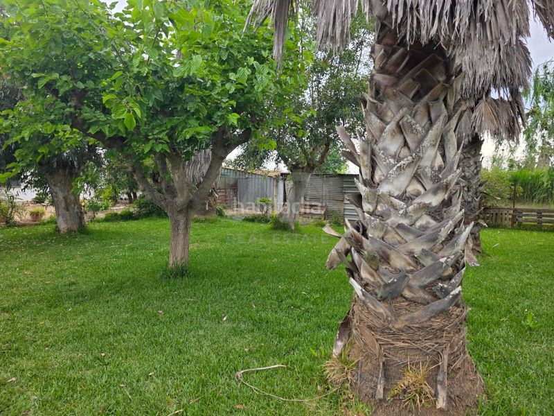 Foto 50eb1881-d473-4a0a-b875-30564e84041e. Finca rústica a Eucaliptus - Poble Nou del Delta Amposta