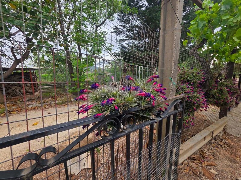 Foto a9190644-5c9f-41cd-ab73-cb55597ede70. Finca rústica a Eucaliptus - Poble Nou del Delta Amposta
