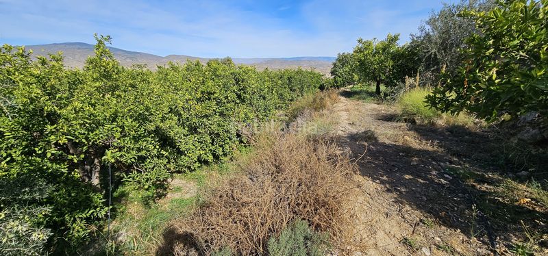 Foto 98cb669f-2731-4c09-a74c-6546ce007531. Finca rústica a carretera a-348 a Bentarique