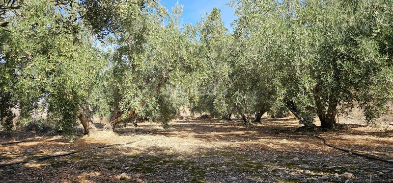 Foto ac8215d5-372d-4b3b-874d-4e0d8f0dbd12. Finca rústica a carretera a-348 a Bentarique