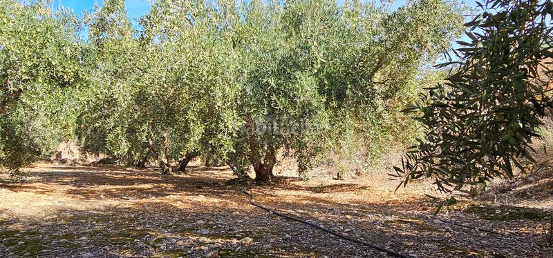 Foto 52845b5a-48bc-4ee7-b719-5ba8f01b9f33. Finca rústica en Bentarique