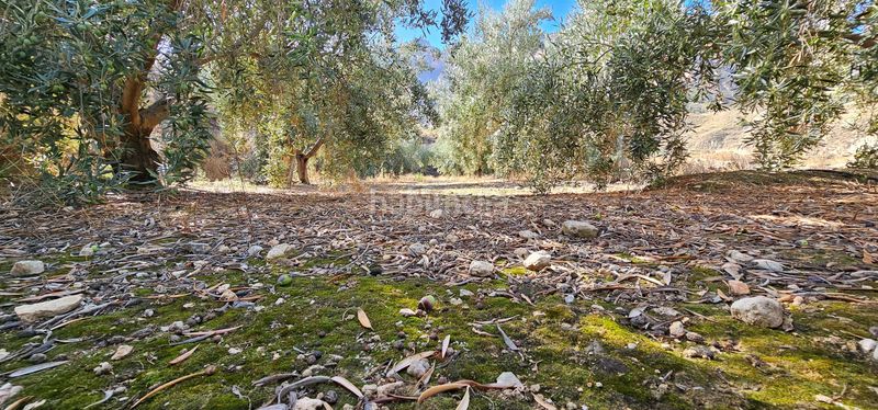Foto bda9996f-bae7-4488-92b9-81c0c8489254. Finca rústica en Bentarique