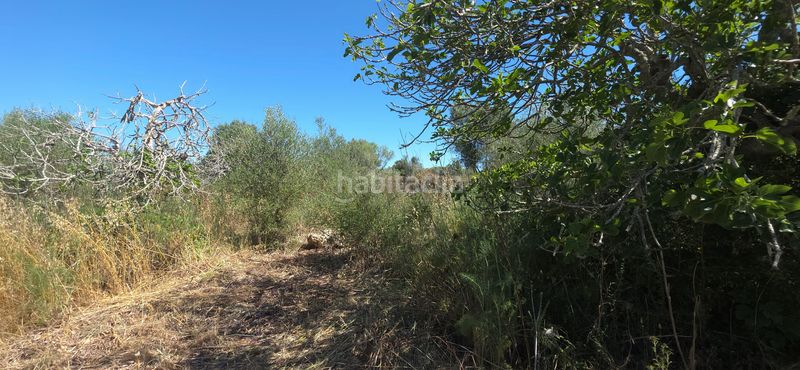 Foto 0c8a9248-d53d-4b50-9105-17aaee7a1a44. Finca rústica a Santa Margalida poble Santa Margalida