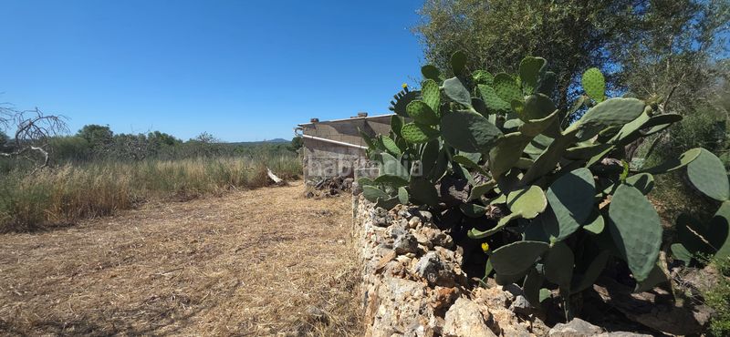 Foto 66eb2228-6e25-40a9-a411-5f4ab3e129fa. Finca rústica a Santa Margalida poble Santa Margalida