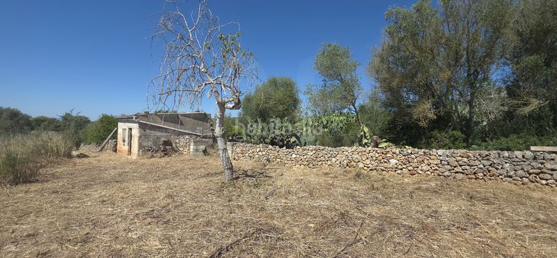 Foto 772f7e1d-7652-47ef-9391-ec8fa951db12. Finca rústica a Santa Margalida poble Santa Margalida