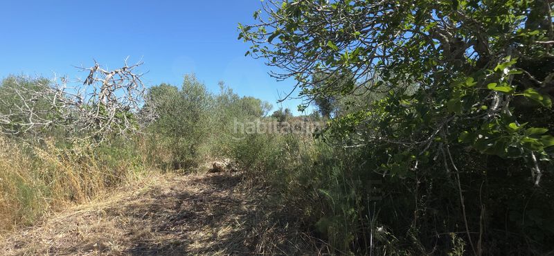 Foto d3bf9d49-5b8f-4447-95a0-84370e20d944. Finca rústica a Santa Margalida poble Santa Margalida