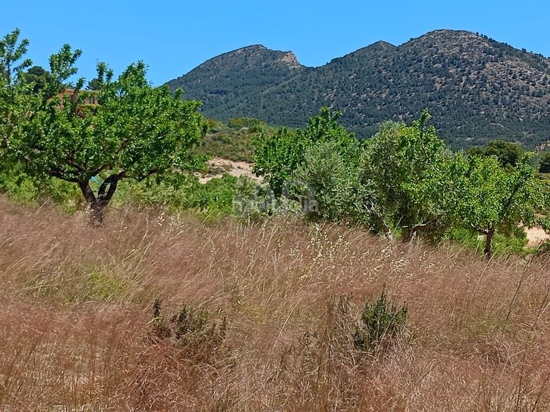 Foto 699098b5-9293-475e-88c5-ab4d13435a41. Finca rústica a Zarzadilla de Totana Lorca