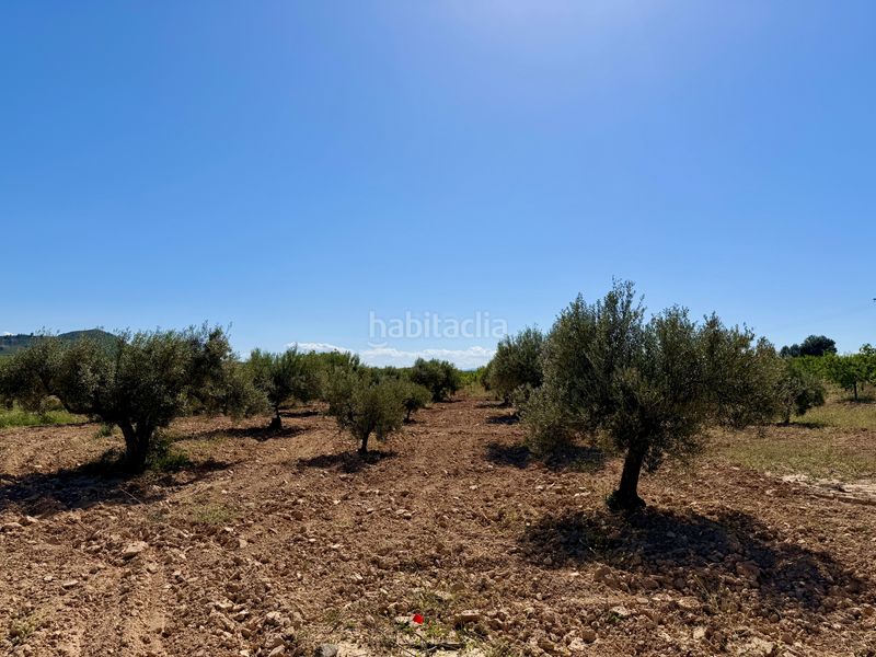 Foto 4b3a210c-efb3-49e9-8b11-62aa7f6ba3c1. Finca rústica a Ricote