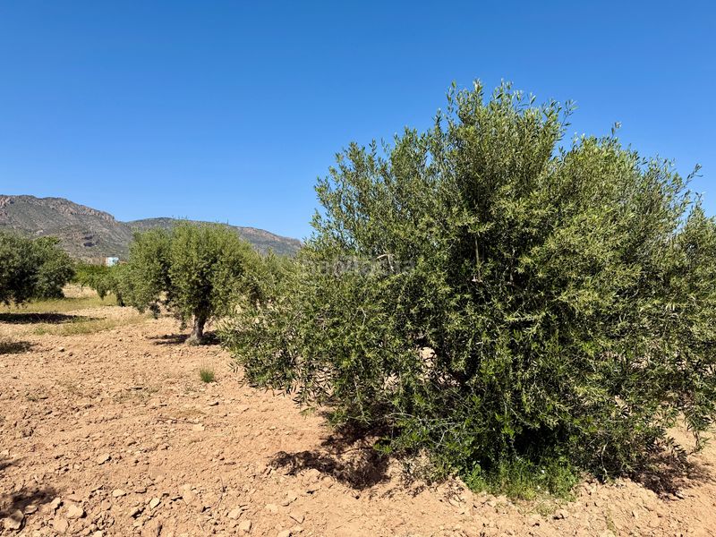 Foto 7a7a98b2-2d0f-4eb8-ba9f-f32840fd9c8e. Finca rústica a Ricote