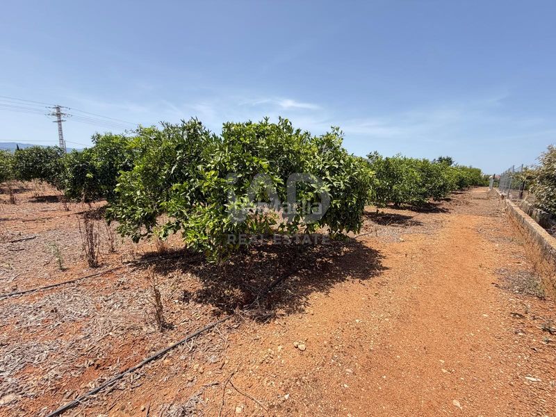Foto 44bc0b55-e8bb-4600-a891-7f723a3df02e. Finca rústica a Ondara