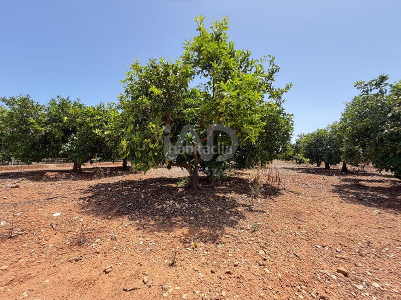 Foto ae7c870b-9f29-4bae-af4d-643da23e01ab. Finca rústica a Ondara