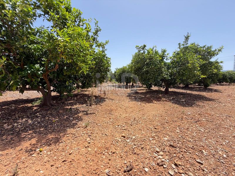 Foto df98c71a-f854-4878-a5b9-44cf4951323f. Finca rústica a Ondara