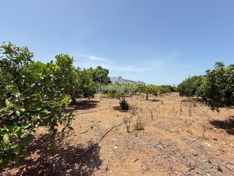 Foto eb71d5e1-bd2e-4816-8ff0-9770a8390be7. Finca rústica a Ondara