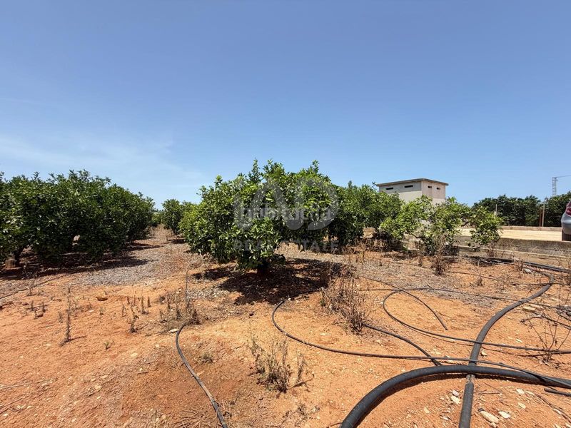 Foto f30dbf10-1218-43d5-9971-5185eebd173e. Finca rústica a Ondara