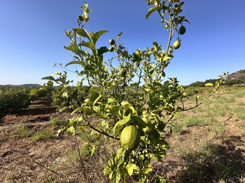 Foto d12f8d6c-ac89-47ee-8527-82ab73dd1b07. Finca rústica a Pego
