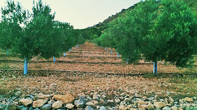 Foto 3b8c4b08-f80c-4cc7-8ea7-fb487c2e38d9. Finca rústica en cañada del andaluz en Romana (la)