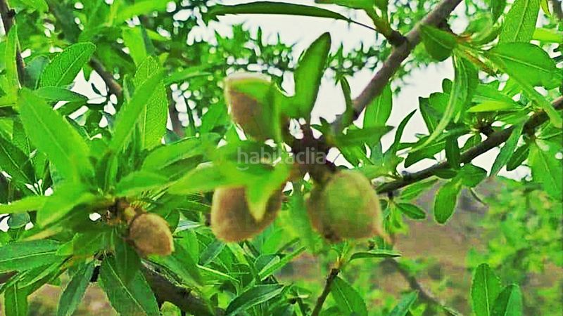 Foto 3d859410-a8fd-4220-a05b-aff2c9795012. Finca rústica en cañada del andaluz en Romana (la)
