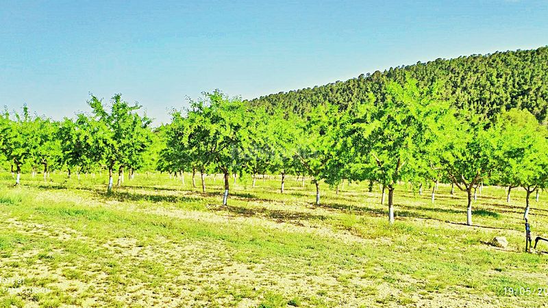 Foto 4930368e-8862-4b30-9a6c-b31ec59279f7. Finca rústica en cañada del andaluz en Romana (la)