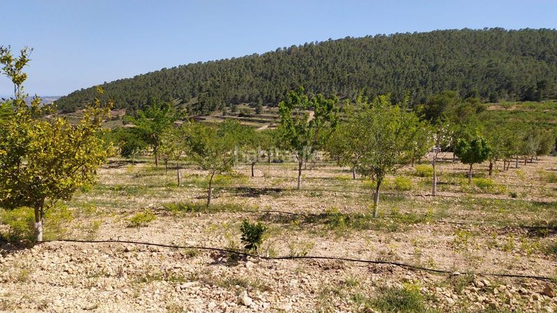 Foto 563573f5-b43f-4014-abdb-b2b2ea74f101. Finca rústica en cañada del andaluz en Romana (la)