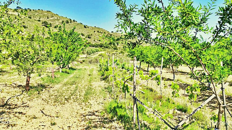 Foto 56ed4823-3676-427b-be88-cc87ec651c8a. Finca rústica en cañada del andaluz en Romana (la)