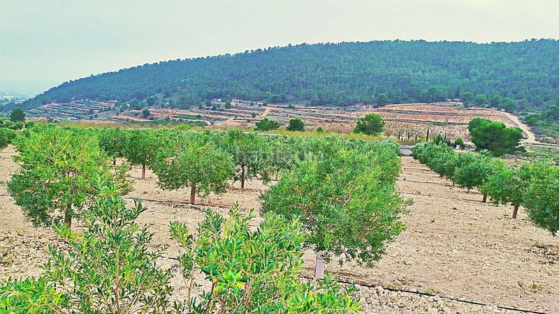 Foto 7cbdee5a-b818-4e2f-9f19-3e979ce4fc48. Finca rústica en cañada del andaluz en Romana (la)